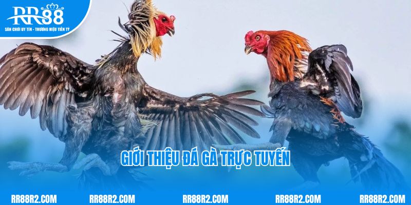 Giới thiệu đá gà trực tuyến