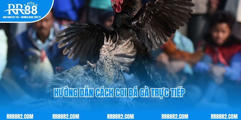 Hướng dẫn cách coi đá gà trực tiếp đơn giản