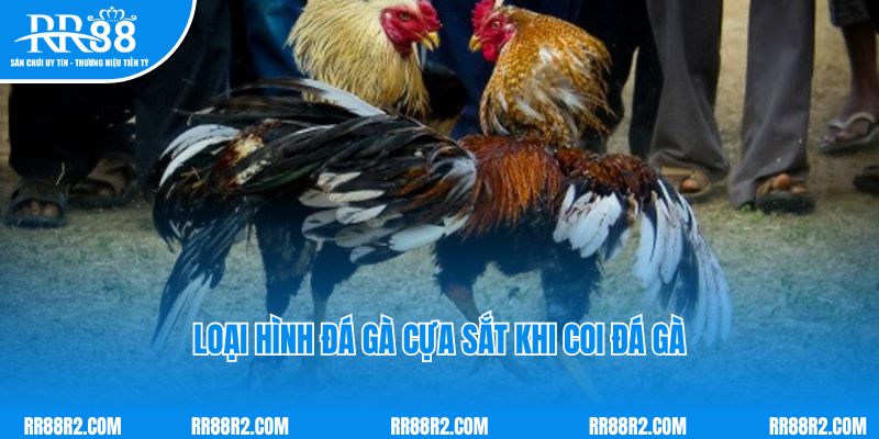 Loại hình đá gà cựa sắt khi coi đá gà 