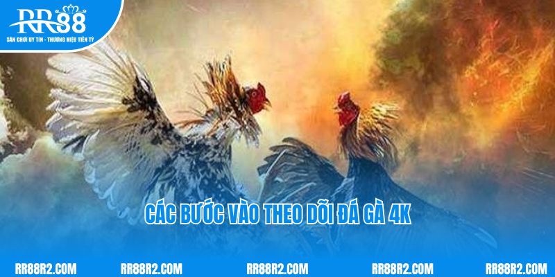 Các bước vào theo dõi đá gà 4K và đặt cược