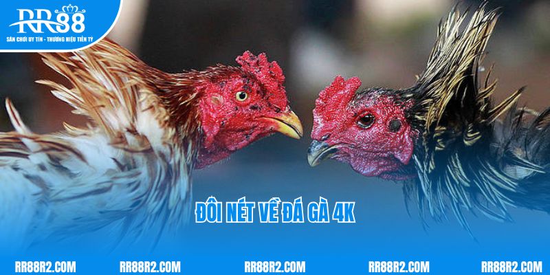 Đôi nét về đá gà 4K