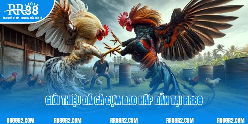 Giới thiệu đá gà cựa dao hấp dẫn tại RR88