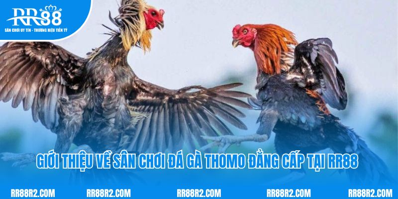 Giới thiệu về sân chơi đá gà thomo đẳng cấp tại RR88 