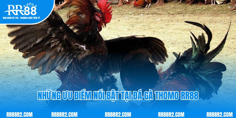 Những ưu điểm nổi bật tại đá gà thomo RR88