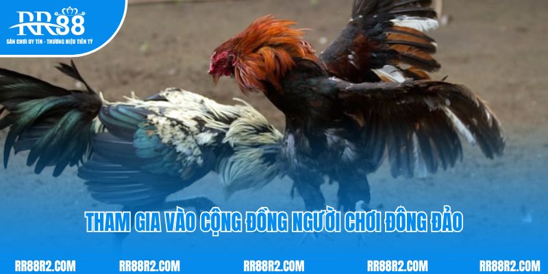 Tham gia vào cộng đồng người chơi đông đảo